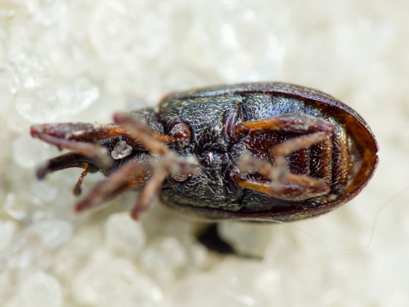 Anthonomus Germar, 1817